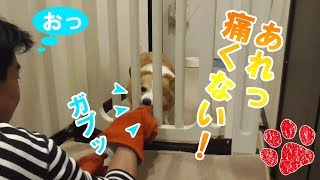 噛まれても痛くない手袋は凄かった！【コーギーチロ】