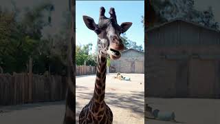 Giraffe Feeding at Sacramento Zoo