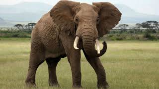 African Elephant Sound Effects (Loxodonta africana) REDUX