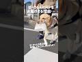 ばーちゃんにパンをお届けする理由…★#shorts #labradorretriever #ラブラドールレトリバー #可愛い #癒し #uber #大型犬 #ぼんちゃん