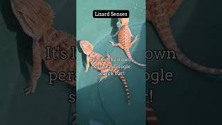 Fascinating Reptile Facts You Didn&#39;t Know 43. #reptileworld #beardeddragon #reptiles #lizard #facts
