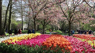 Keukenhof 2023 - Colorful Tulips in Spring - 4K