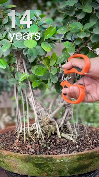 14-year-old Ficus Microcarpa Bonsai Tree