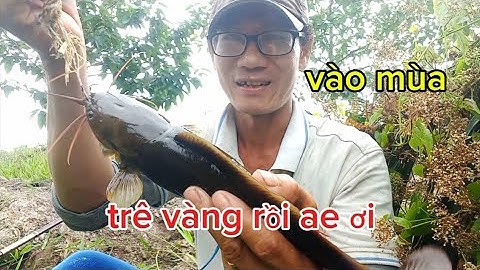CÂU CÁ RÔ ĐỒNG,VIDEO NÀY ĐỦ PHÊ CHƯA AE.Trung Miền Tây.T290