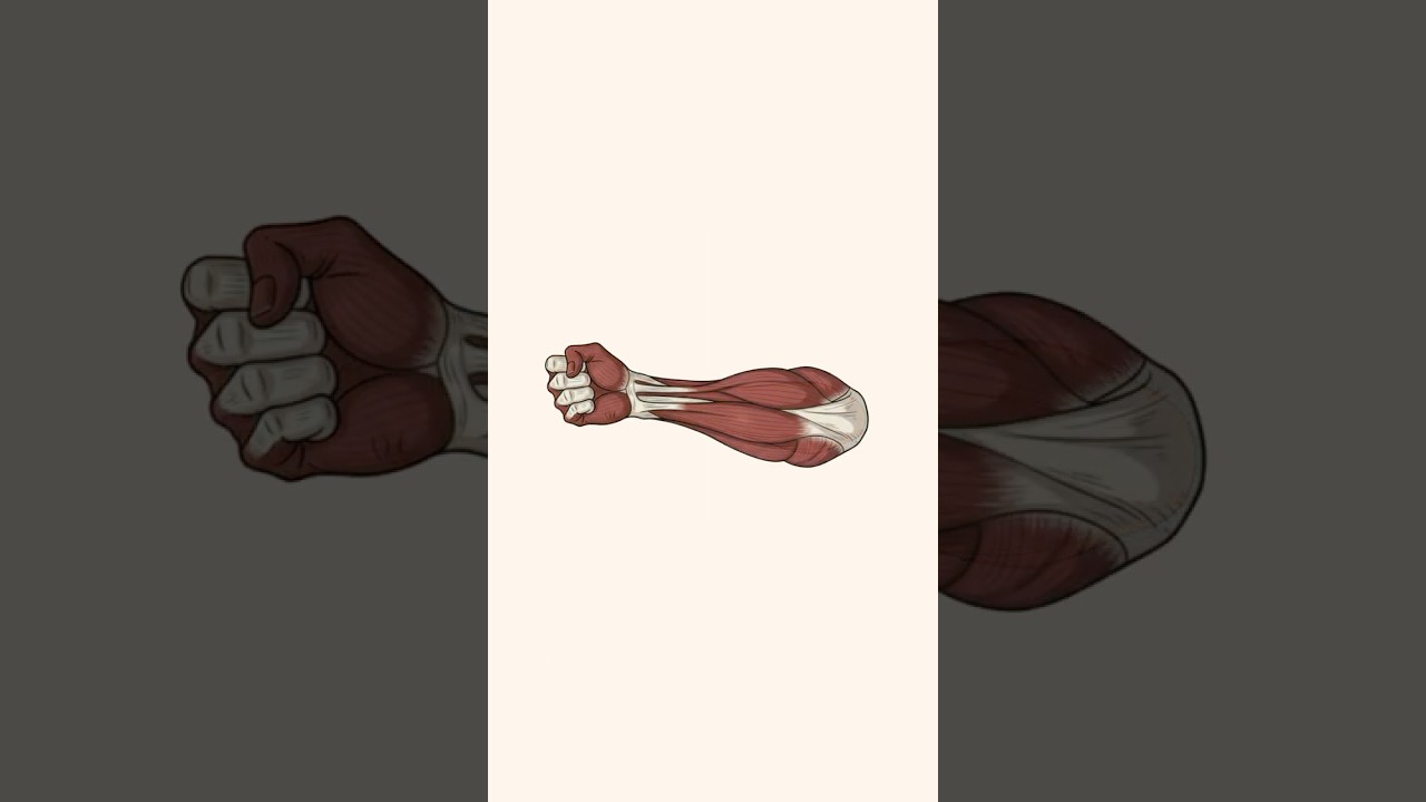 How to Build Stronger Arms?