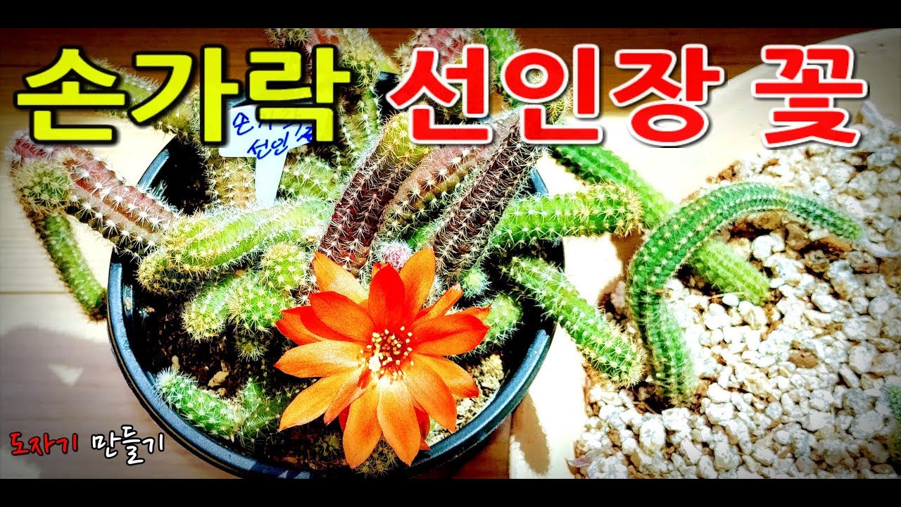 손가락 선인장💐💐소개Finger Cactus Flower Introduction 