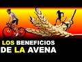 LOS BENEFICIOS DE LA  AVENA  PARA LA SALUD y TU RENDIMIENTO DEPORTIVO | Lo Que Dice La Ciencia