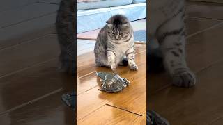 Funny Cats 😹 Episode 466 #Shorts