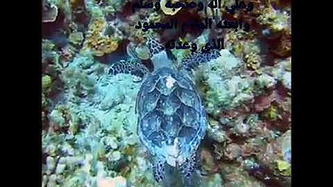 الله خالق كل شيء وهو علي كل شيء وكيل واجمل تلاوه خاشعه بصوت عذب جميل .