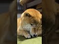 No-245 犬が寝る前に見せるかわいい仕草6選タイトル #柴犬 し #犬のいる暮らし #寝る前のルーティン