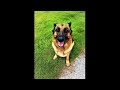 ► Chien qui aboie Fort dans Jardin - Bouchez vos oreilles !! - Friska le Berger Allemand