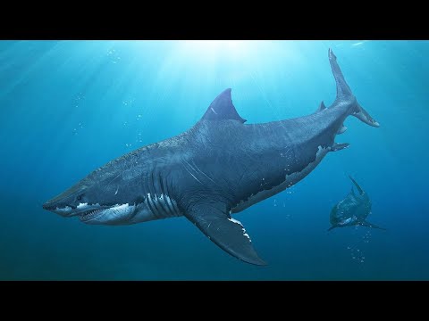 Megalodon - Warum Ist Der Urzeithai Ausgestorben? / Dokumentation (Deutsch/HD)