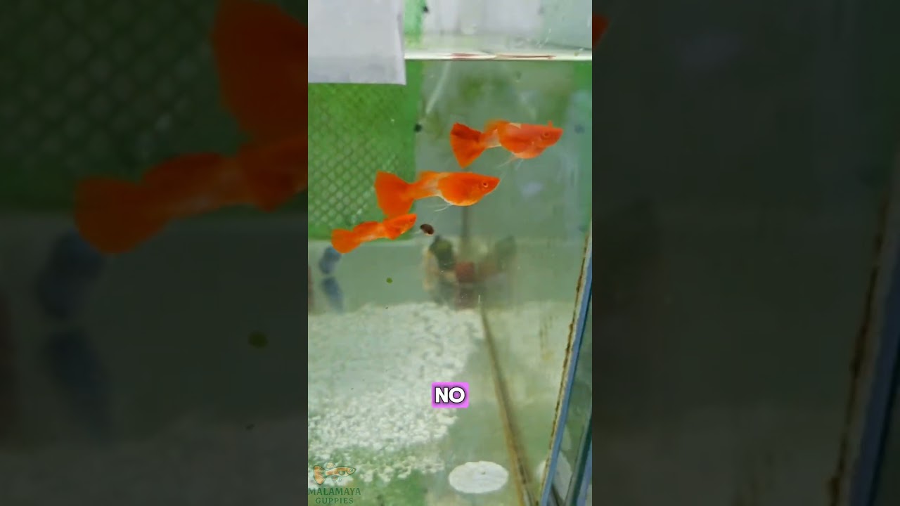 May umorder satin ng akre