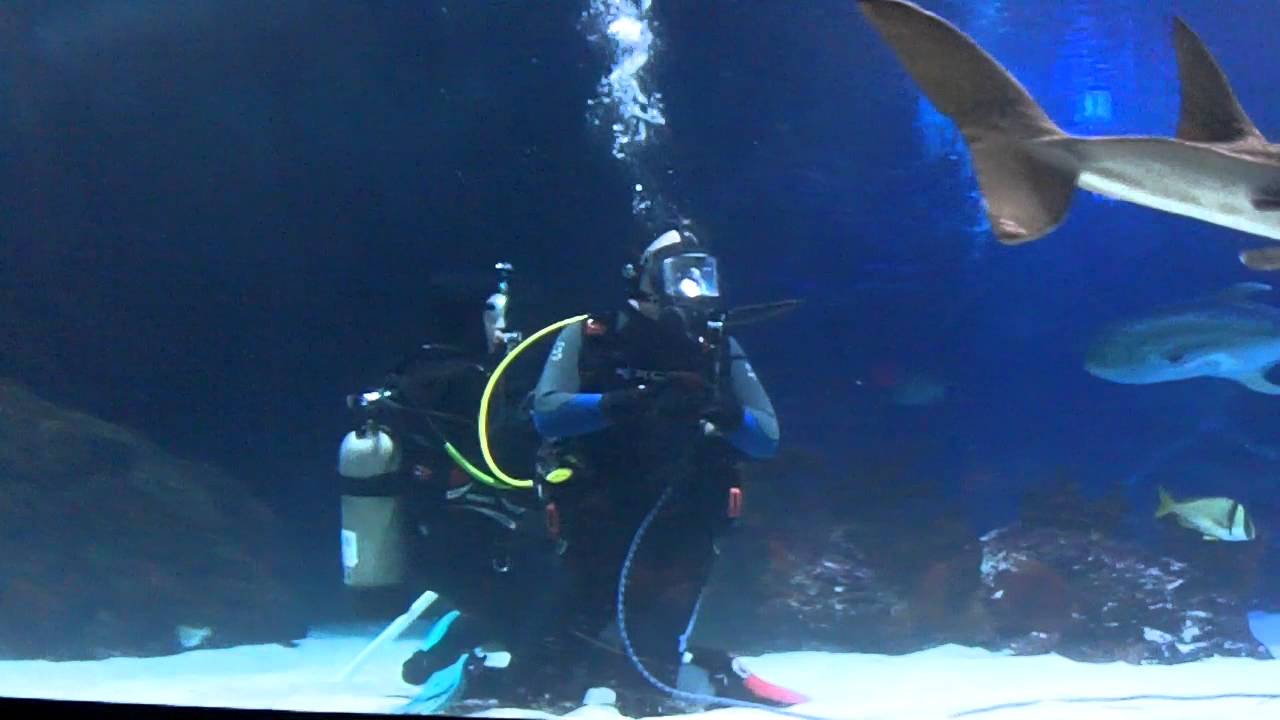 Newport Aquarium - YouTube