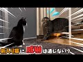 我が家の隠れボス猫と新入り猫を会わせてみたら‥【保護猫】