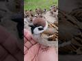 まる #bird #japanese sparrow