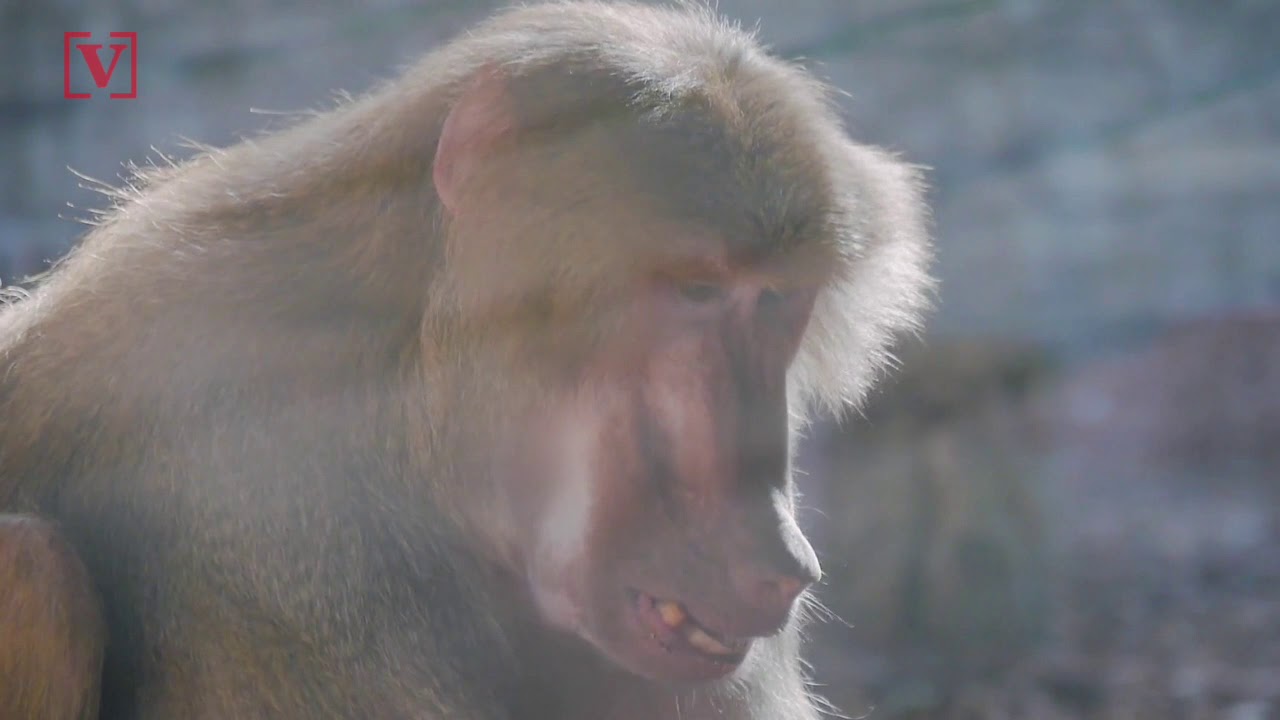 Baboon Male Escapes Vasectomy Operation, Takes Two Females With Him