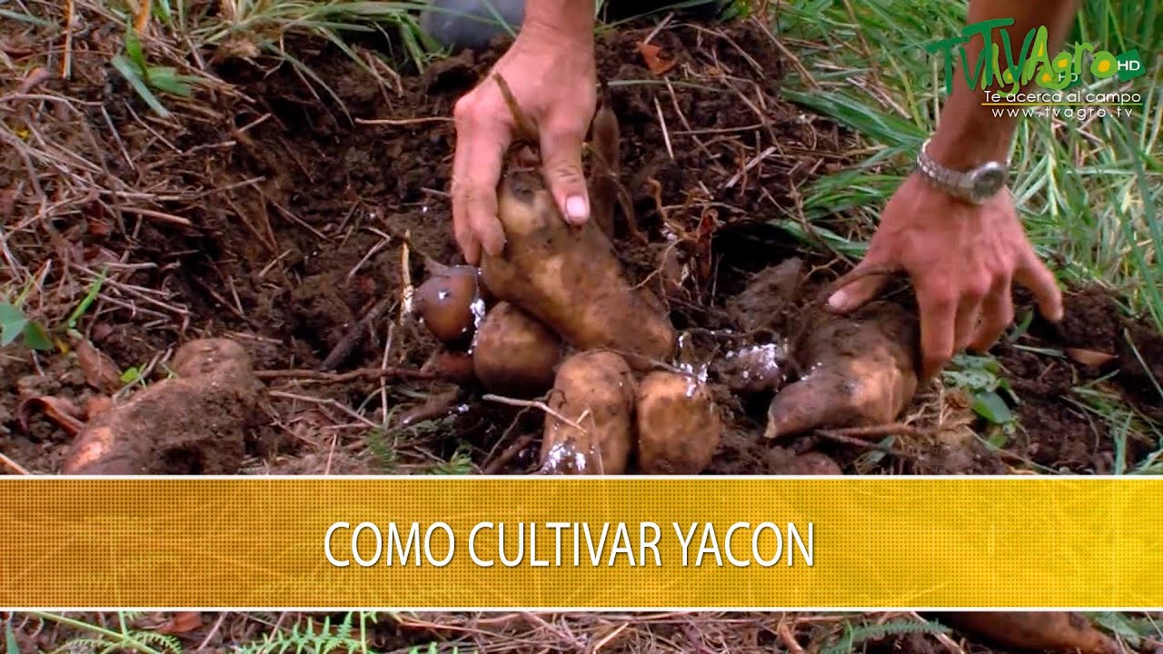 Como cultivar Yacon- TvAgro por Juan Gonzalo Angel Restrepo