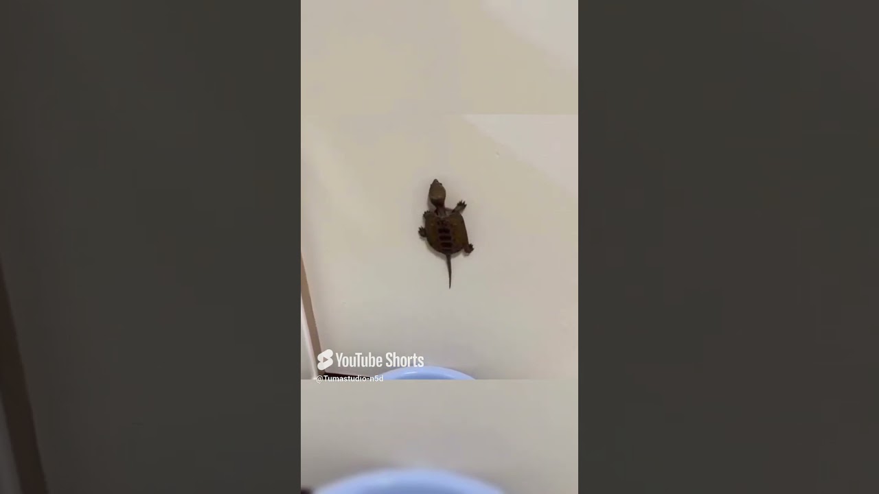 Wall-Climbing Turtle | The Ultimate Slow Ninja!