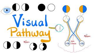 Visual Pathway & its defects - Optic nerve - Optic Chiasm - Optic tract - Lateral Geniculate Body