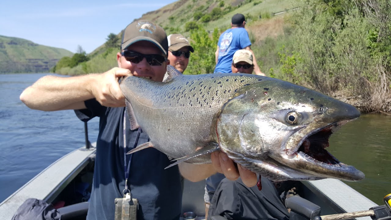 Steel Dreams Guide Service Clearwater River King Salmon YouTube