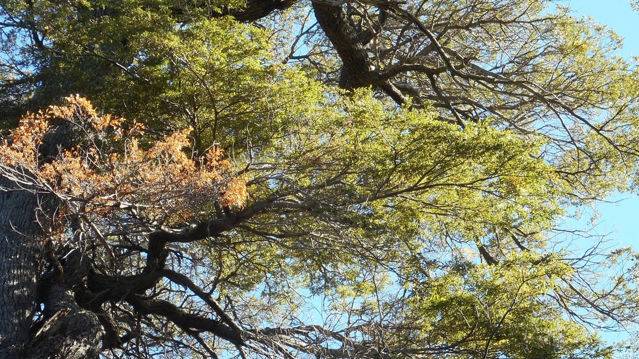 Antenas... - Não me perca de vista