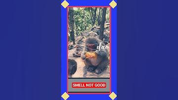 Monkeys don