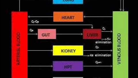 Pharmacokinetic models