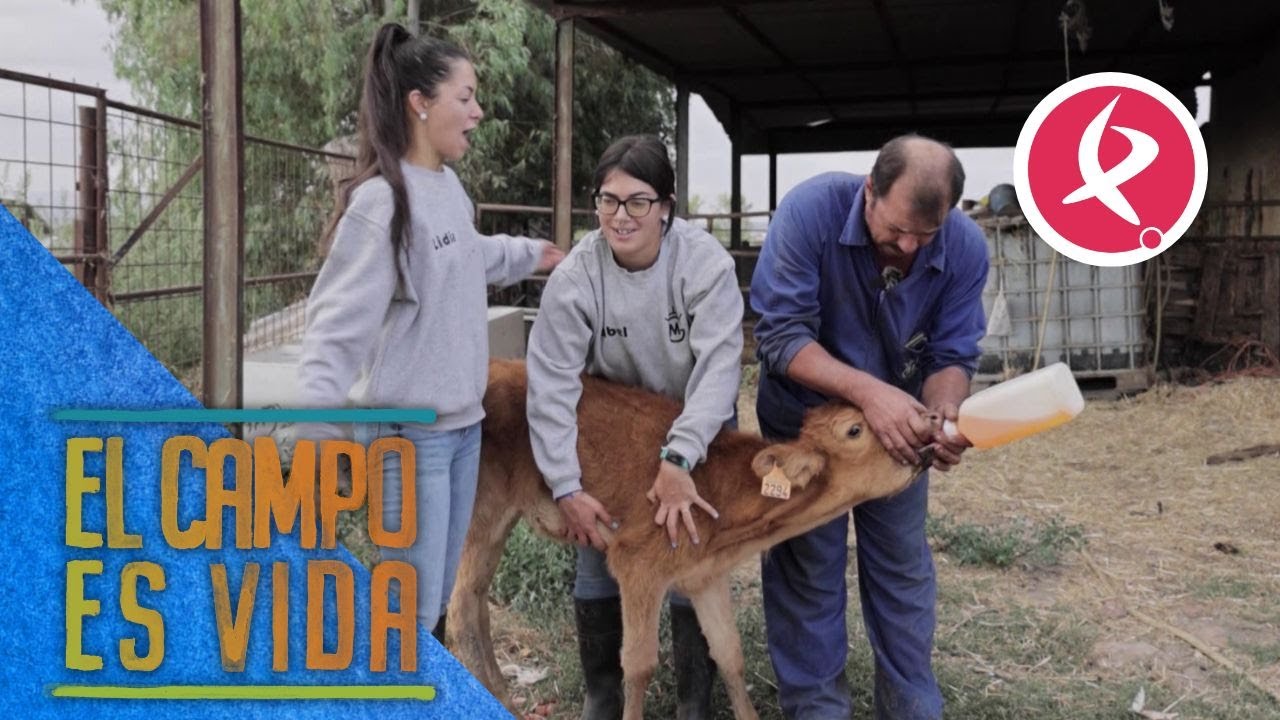 Isabel y Lidia, con la ayuda de su padre, desmadran chotos | El campo es vida