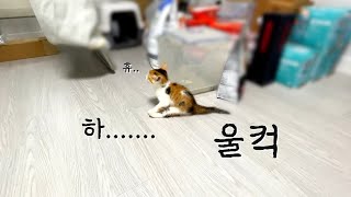 What happens when you don't know the mind of a kitten. by 지안스캣 Jian's Cat 33,193 views 1 month ago 8 minutes, 19 seconds