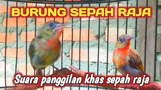 Suara ocehan dan panggilan khas burung sepah raja trotolan