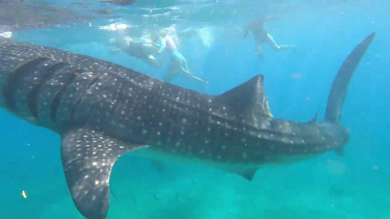 Filipine 2024 noiembrie, diving 🤿