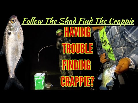 How To Find Crappie? Follow the Shad? Crappie Town USA Baby 