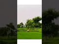 $New #£rending # §£atus #£ime Of fertilisation #0३₹&amp;🌾rice farming 🧺