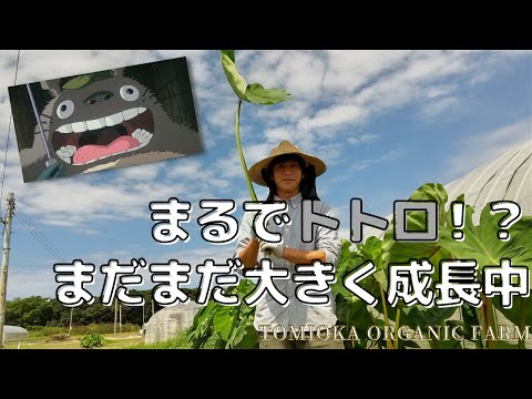 トトロの葉っぱゲット 里芋の芽掻きと草マルチ とみおか自然農園 Tomioka Organic Farm Youtube