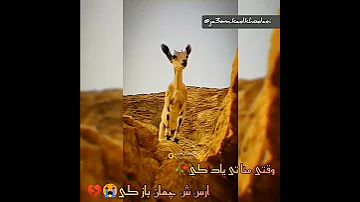 آهنگ بلوچی وقتی منا تی یاد کی ارس ش چمان باز کی 