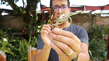 ¿Puede sobrevivir una orquídea sólo con raíces aéreas?