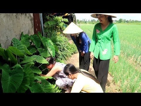 Video Xin bạc hà về nấu canh chua Cánh Gà | Thôn Nữ Miền Tây - youtube