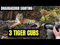 Ep 17  pedwali three tiger cubs sighting in dhikala jim corbett  finally special encounter in wild