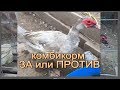 КОМБИКОРМ    польза или вред для птицы