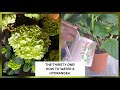 THE THIRSTY ONE💧/WATERING POTTED HYDRANGEA/NEW  BLOOMS 🪴 