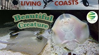 zoo animals, Living Coast Torquay Zoo Part 9, amazing creature,beautiful creature