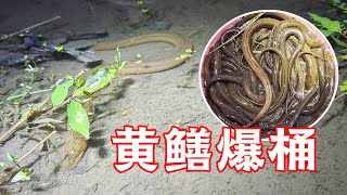 80块一斤的野生黄鳝一晚上抓这么多这是要爆桶的节奏发财了山村大雄