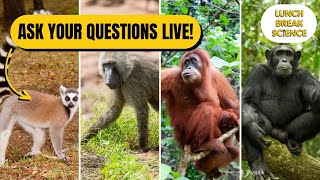 Apes, Monkeys, and More! Your Questions Answered