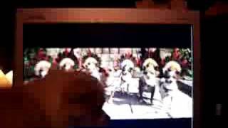 Chi-Chi Gets Excited Over Beverly Hills Chihuahua