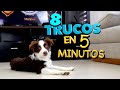 8 Trucos de Perros EN 5 MINUTOS - MartGon