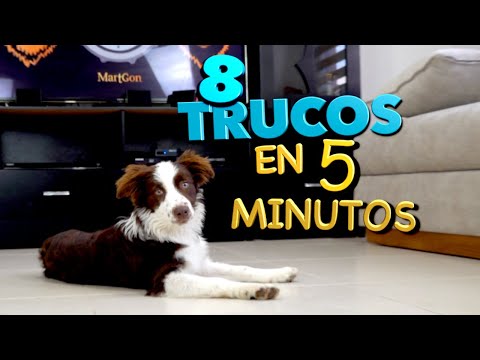 Video: Cómo enseñar a tu perro a hacer trucos en 5 sencillos pasos