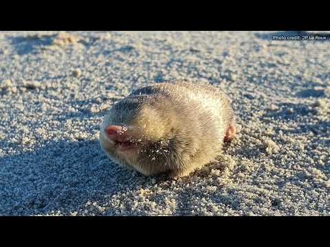 Iridescent blind mole with super hearing powers ‘swimming’ through sand dunes of South Africa