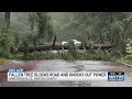 Fallen tree blocks Robersonville road, knocks out power