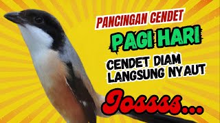 Download Lagu PANCINGAN CENDET PAGI HARI❗ CENDET DIAM PASTI NYAUT DENGAR SUARA BEGINI❗❗ MP3